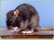 rat control Malvern