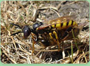 wasp control Malvern
